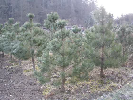 Okrasné dřeviny